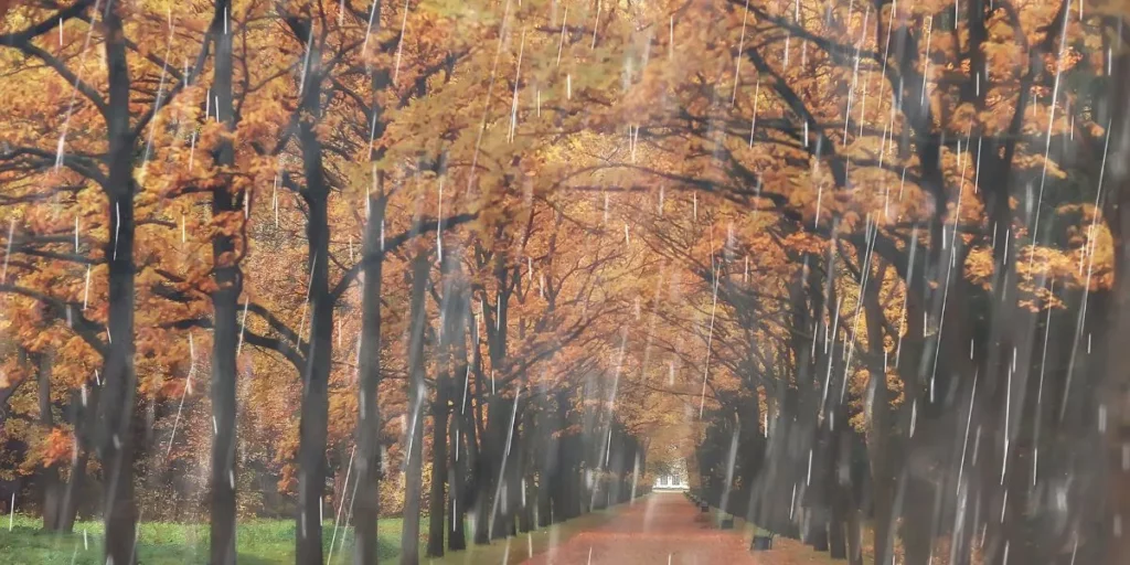 What Are the Best Gardening Techniques for Rainy Seasons? What Are the Best Gardening Techniques for Rainy Seasons?